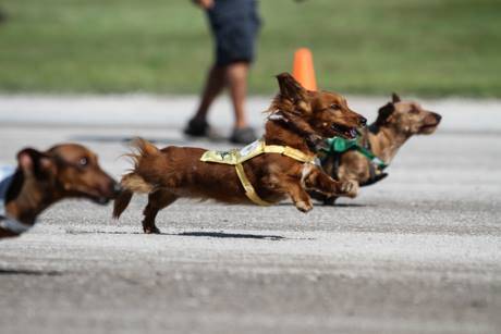 batavia_downs_wiener_dogs.jpg