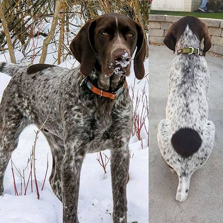 Missing german deals shorthaired pointer