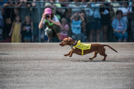 wienerdogs2018-4.jpg