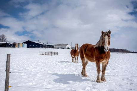 horsesbethanymarch2019.jpg