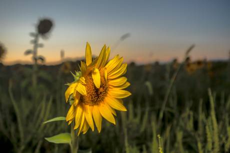 sunflowerfieldsep2020-2.jpg