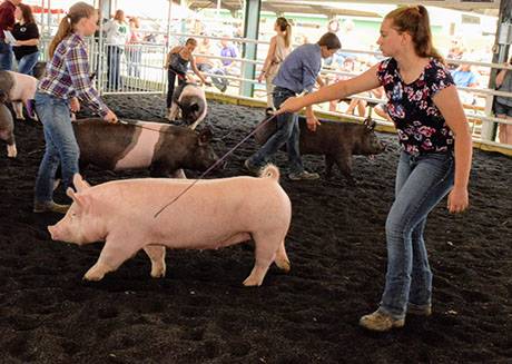 img_3956hogshow.jpg