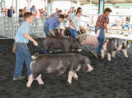 img_3991hogshow.jpg