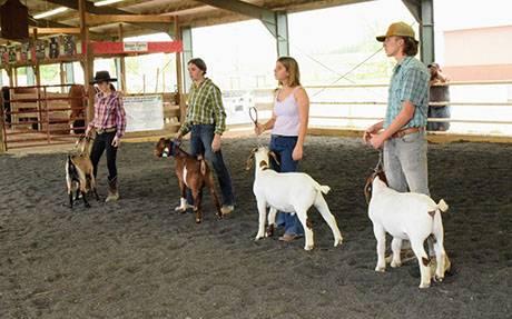 img_4001goatshow.jpg