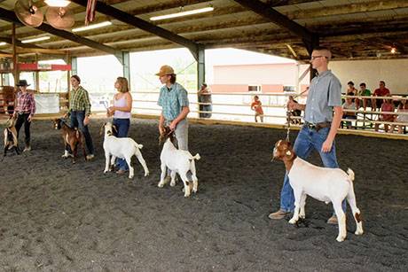 img_4003goatshow.jpg