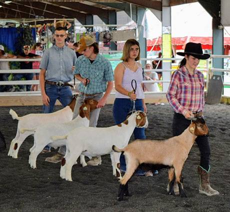 img_4010goatshow.jpg