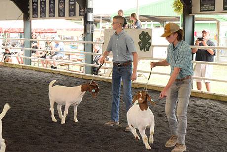 img_4011goatshow.jpg