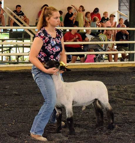 img_4019sheepshow.jpg