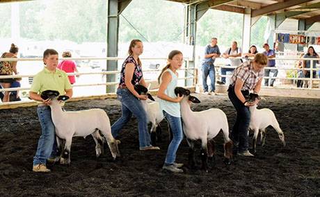 img_4033sheepshow.jpg