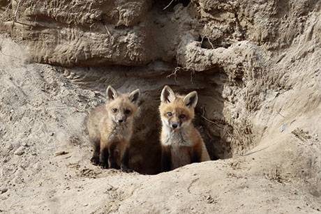 image4foxes.jpg