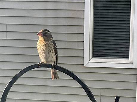 img_2810grosbeak.jpg