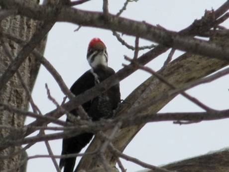 Pileated woodpecker for Paul Thanks so much Birds will always have a  special place in my heart   Instagram