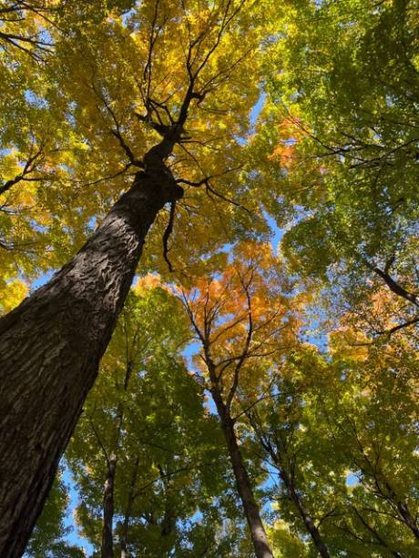 sugar_maple_canopy_jodi_fisher.jpeg