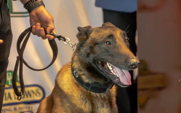 K-9 Frankie