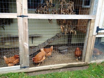 City Dwellers Flock To Backyard Chicken Farming The Batavian
